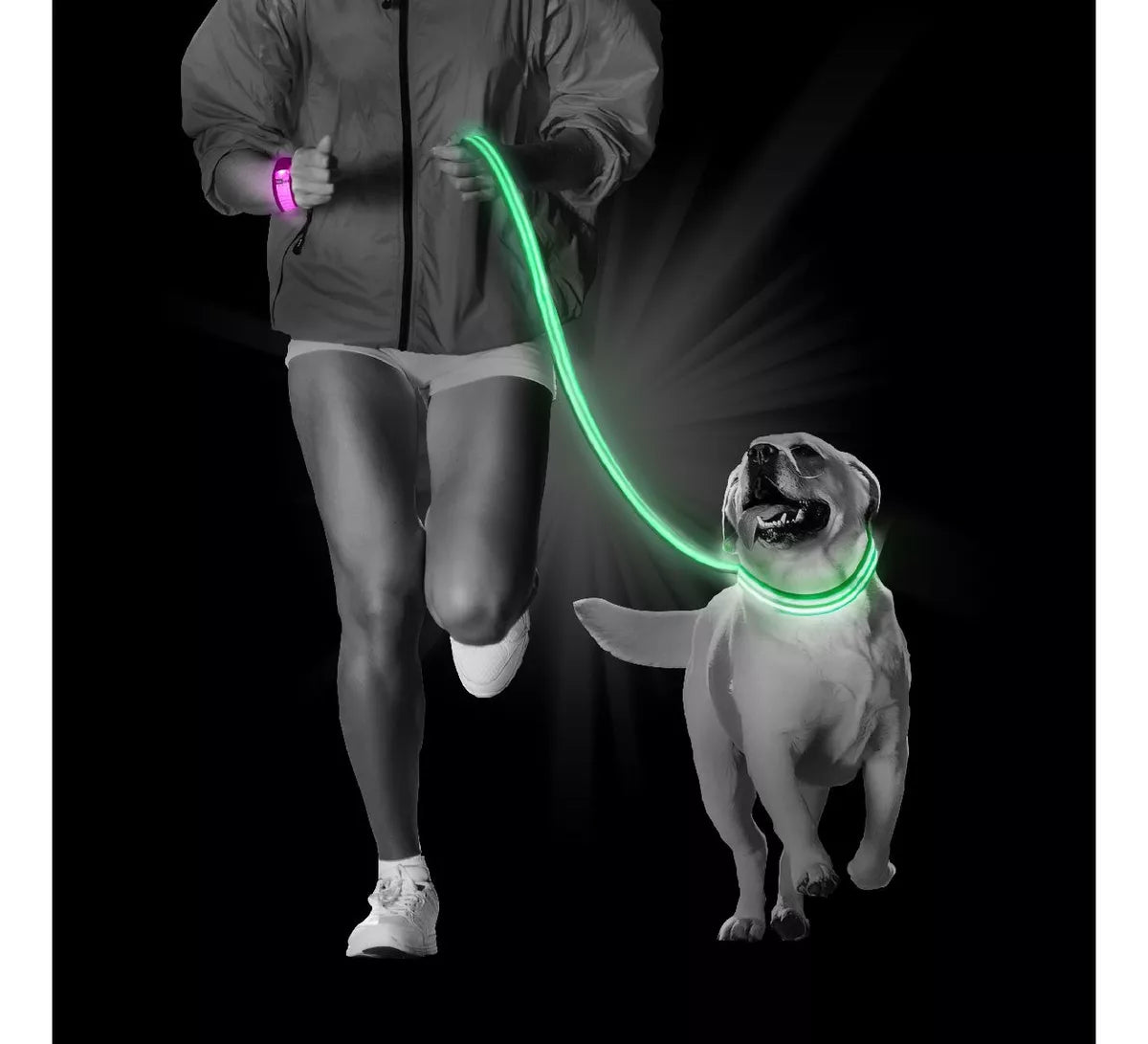 Correas Iluminada Mascotas
